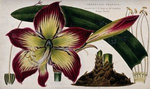 view An amaryllis (Amaryllis pretina): flower, leaf and floral segments. Coloured engraving, c. 1828, after J. Hart.