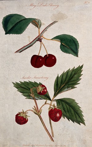 view A cherry (Prunus cultivar) and strawberry (Fragaria cultivar): fruiting stems. Coloured etching, c. 1789.