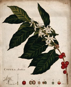 Coffee plant (Coffea arabica): flowering and fruiting stem with floral segments. Coloured engraving with etching by J. Miller, c. 1774, after S. Taylor.