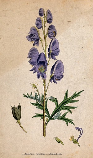 view Monkshood (Aconitum napellus): flowering stem and floral segments. Coloured etching.