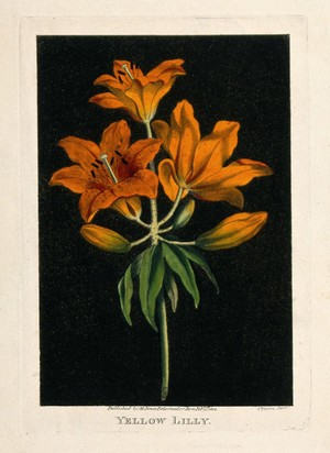 view Orange lily (Lilium species): flowering stem. Coloured etching by J. Harris, c. 1805.