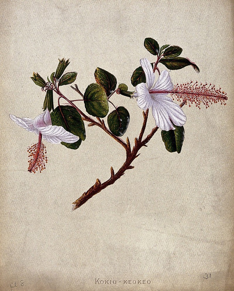 An hibiscus flower (Hibiscus arnottianus): flowering stem. Chromolithograph, c. 1887, by Leighton Brothers after I. Sinclair., [1887], by Isabella Sinclair
