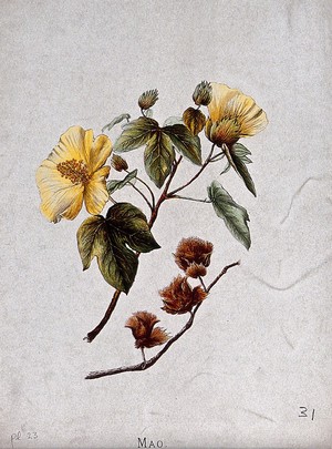 view A mallow plant (Abutilon incanum): flowering and fruiting stems. Chromolithograph by Leighton Brothers, c. 1887, after I. Sinclair.