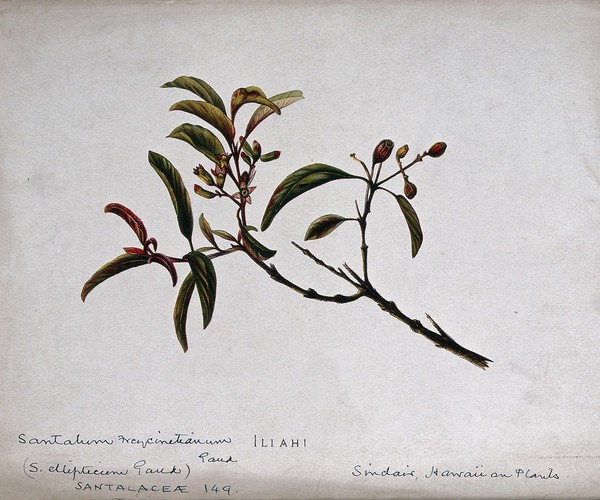Sandalwood (Santalum album): flowering and fruiting stem. Chromolithograph by Leighton Brothers, c. 1887, after I. Sinclair.