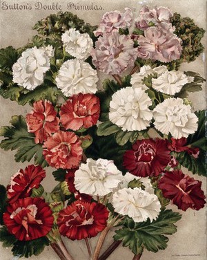 view Seven different cultivars of double-flowered primulas. Chromolithograph, c. 1890.