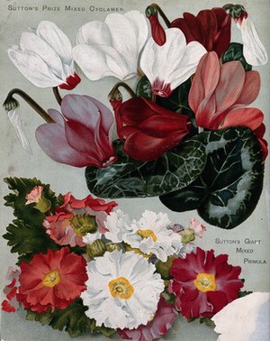 view Two plant cultivars: florist's cyclamens and mixed primulas. Chromolithograph, c. 1890.