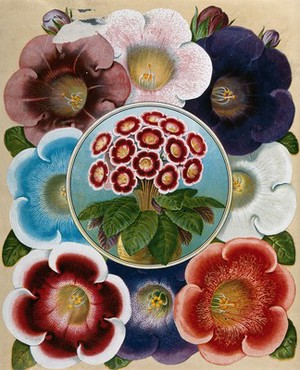 view Mixed flowers, all cultivars of the florist's gloxinia (Sinningia speciosa). Chromolithograph, c. 1890.