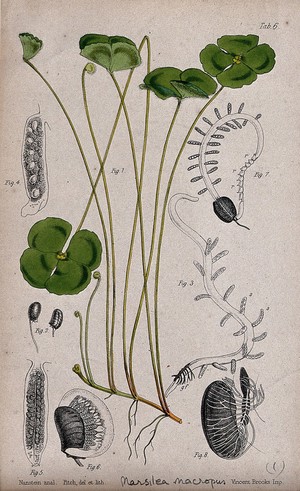 view Water clover (Marsilea macropus): leafy stem with details of the sporocarp and embryonic plant. Coloured lithograph by W. Fitch, c. 1863, after himself, after Nanstein.