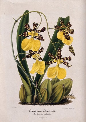 view A butterfly orchid (Oncidium barkerii): flowering plant. Coloured lithograph by G. Severeyns, c. 1869, after J. Vandamme.