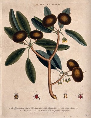 view Fruiting branch of a sapodillo tree (Manilkara zapota) and four mites. Coloured etching, c. 1808, after J. Ihle.