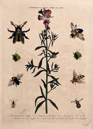 view Snapdragon flower (Antirrhinum majus) with five species of bee. Coloured etching by J. Pass, c. 1808, after J. Ihle.