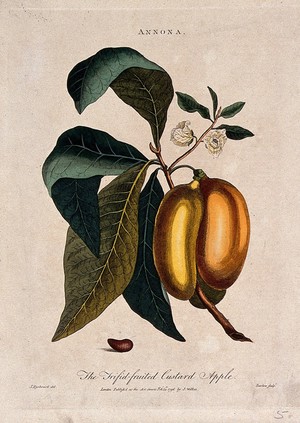 view Custard apple (Annona triloba): fruiting and flowering branch and seed. Coloured etching by I. Barlow after J. Rysbrack.