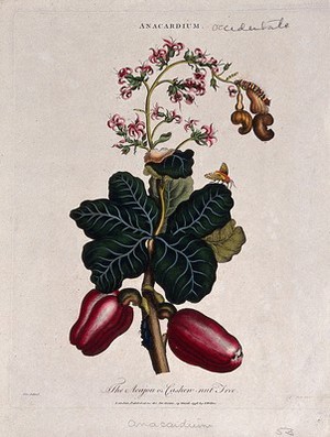 view Cashew nut tree (Anacardium occidentale): fruiting and flowering branch. Coloured etching by J. Pass, c. 1796, after J. Ihle.