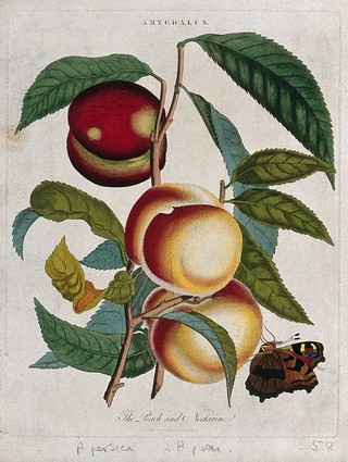 Peach (Prunus persica) and nectarine (Prunus persica var. nectarina): fruiting branches and butterfly. Coloured etching, c. 1797, after J. Ihle.