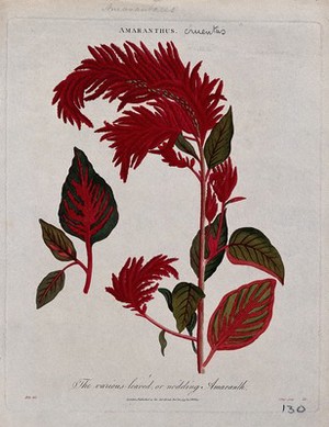 view A plant (Amaranthus cruentus): flowering stem. Coloured etching by J. Pass, c. 1797, after J. Ihle.