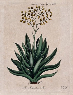 view Barbados aloe plant (Aloe vera): flowering stem. Coloured etching by J. Pass, c. 1796, after J. Ihle.