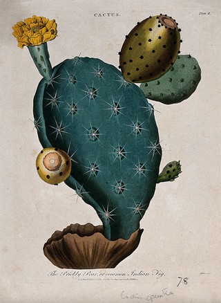 A prickly pear (Opuntia species): flowering and fruiting stem. Coloured etching by J. Pass, c. 1800, after J. Ihle.