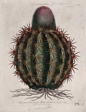 view Turk's cap cactus (Melocactus communis): flowering plant. Coloured etching by J. Pass, c. 1800, after J. Ihle.