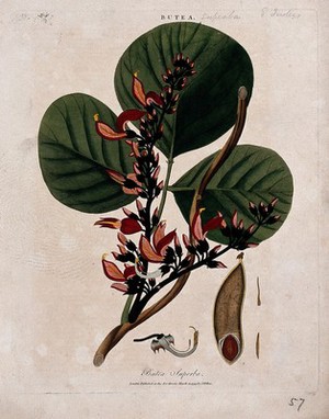 view Dhak or palas tree (Butea monosperma): flowering branch with fruit and floral segments. Coloured etching, c. 1799, after J. Ihle.