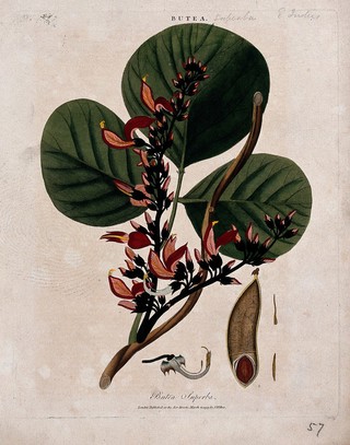 Dhak or palas tree (Butea monosperma): flowering branch with fruit and floral segments. Coloured etching, c. 1799, after J. Ihle.