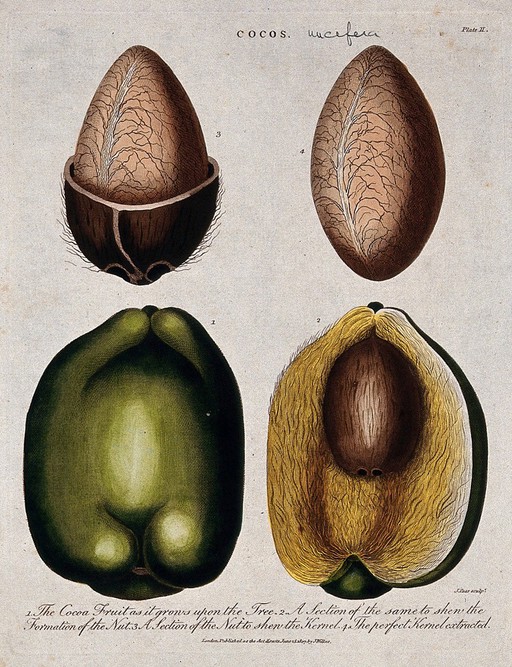 Coconut palm (Cocos nucifera): four sections of the fruit and nut. Coloured etching by J. Pass, c. 1807, after J. Ihle