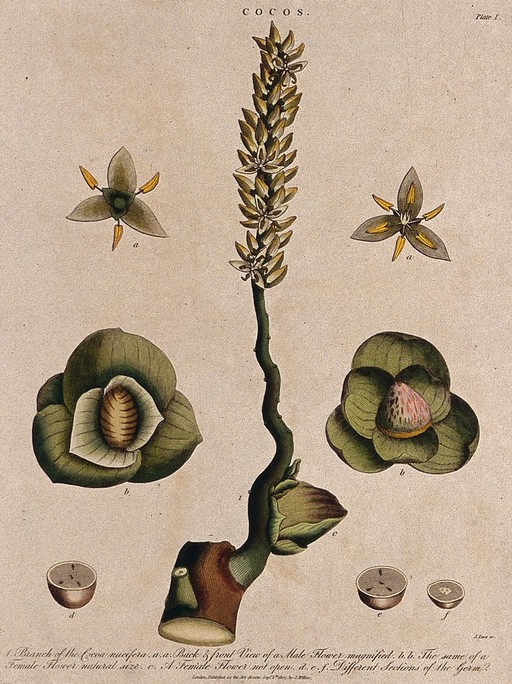 Coconut palm (Cocos nucifera): flowering stem and floral segments. Coloured etching by J. Pass, c. 1807, after J. Ihle