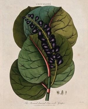 view Seaside grape (Coccoloba uvifera): fruiting stem and floral segments. Coloured etching by J. Pass, c. 1801, after J. Ihle.