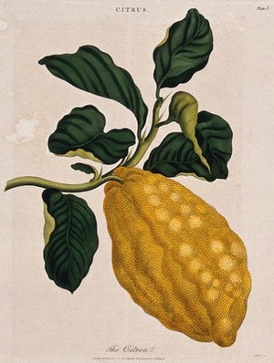 view Citron (Citrus medica): fruiting branch. Coloured etching by J. Pass, c. 1800, after J. Ihle.