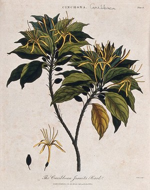 view Cinchona plant (Cinchona caribbaea): flowering and fruiting branch. Coloured etching by J. Pass, c. 1801, after J. Ihle.