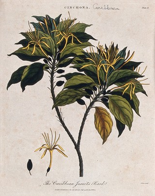 Cinchona plant (Cinchona caribbaea): flowering and fruiting branch. Coloured etching by J. Pass, c. 1801, after J. Ihle.