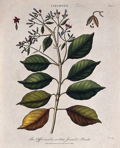 Cinchona plant (Cinchona officinalis): flowering and fruiting branch. Coloured etching by J. Pass, c. 1801, after J. Ihle.