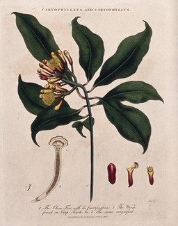 Clove tree (Syzygium aromaticum): flowering and fruiting stem with cloves and parasitic worm. Coloured etching by J. Pass, c. 1808, after J. Ihle.