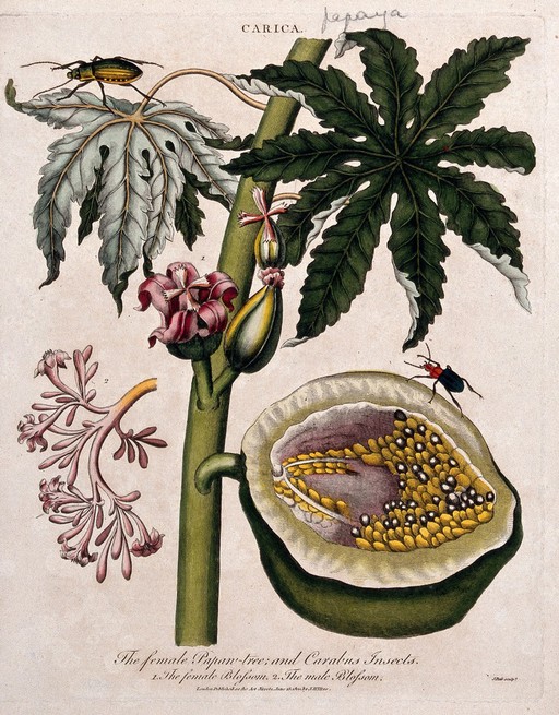 Papaw or papaya (Carica papaya): flowering branch, sectioned fruit and insect. Coloured etching by J. Pass, c. 1800, after J. Ihle