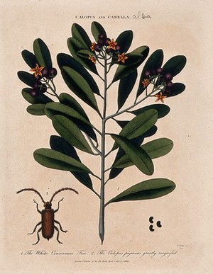 view Bahama whitewood tree (Canella winterana): flowering and fruiting branch and beetle. Coloured etching by J. Pass, c. 1808, after J. Ihle.