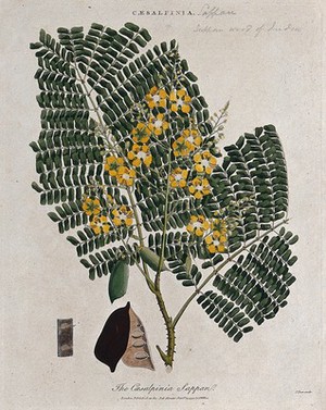 view Sappanwood tree (Caesalpinia sappan): flowering branch, pod and thorns. Coloured etching by J. Pass, c. 1799, after J. Ihle.