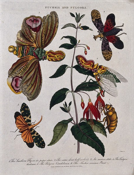 A flowering fuchsia (Fuchsia coccinea) and a planthopper insect (Fulgora diadema) in both pupal and adult state. Coloured etching by J. Pass, c. 1805, after J. Ihle.