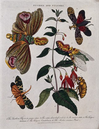 A flowering fuchsia (Fuchsia coccinea) and a planthopper insect (Fulgora diadema) in both pupal and adult state. Coloured etching by J. Pass, c. 1805, after J. Ihle.