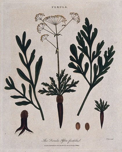 Asafoetida plant (Ferula assa-foetida): flowering stem, leaves, seeds and root. Coloured etching by J. Pass, c. 1806, after J. Ihle.