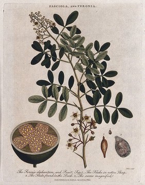 Elephant apple plant (Limonia acidissima) with sectioned fruit, and two liver flukes (Fasciola species). Coloured etching by J. Pass, c. 1805, after J. Ihle.