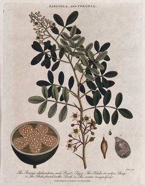 view Elephant apple plant (Limonia acidissima) with sectioned fruit, and two liver flukes (Fasciola species). Coloured etching by J. Pass, c. 1805, after J. Ihle.