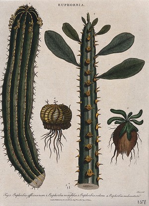 view Four types of spurge (Euphorbia species): two succulent stems and two low-growing plants. Coloured etching by J. Pass, c. 1805, after J. Ihle.