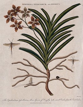 A tropical orchid (Epidendrum tessellatum), three day-flies (Ephemera species) and a small beetle (Erodius species). Coloured etching by J. Pass, c. 1804, after J. Ihle.