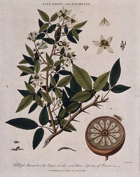 A bael tree (Aegle marmelos) with sectioned fruit, a dancefly (Empis livida) and three worms (Enchelis species). Coloured etching by J. Pass, c. 1804, after J. Ihle.