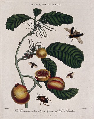 A fruiting tropical plant (Duroia eriophila) and five water beetles (Dytiscus species). Coloured etching by J. Pass, c. 1803, after M. Merian.