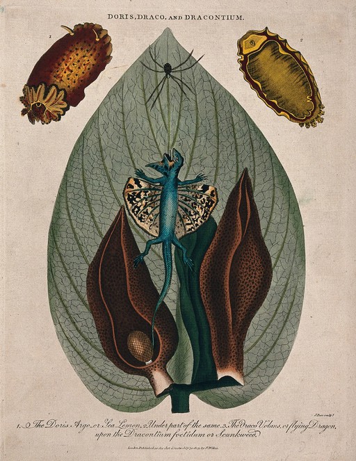 Leaf and flowers of skunk cabbage (Symplocarpus foetidum), a type of mollusc (Doris argo) and a dragon lizard (Draco volans). Coloured etching by J. Pass, c. 1803, after J. Ihle.