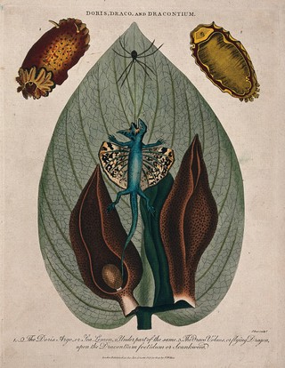 Leaf and flowers of skunk cabbage (Symplocarpus foetidum), a type of mollusc (Doris argo) and a dragon lizard (Draco volans). Coloured etching by J. Pass, c. 1803, after J. Ihle.