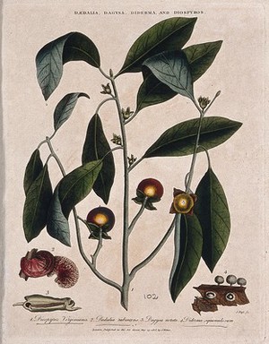 view A fruiting branch of common persimmon tree (Diospyros virginiana) with two fungi. Coloured etching by J. Pass, c. 1808, after J. Ihle.