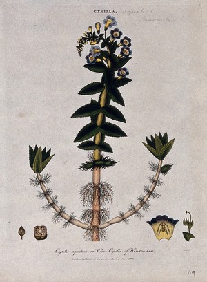 view A plant (Limnophila racemosa): flowering stem and floral segments. Coloured etching by J. Pass, c. 1809, after J. Ihle.