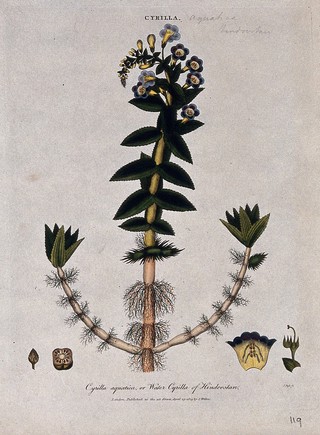 A plant (Limnophila racemosa): flowering stem and floral segments. Coloured etching by J. Pass, c. 1809, after J. Ihle.