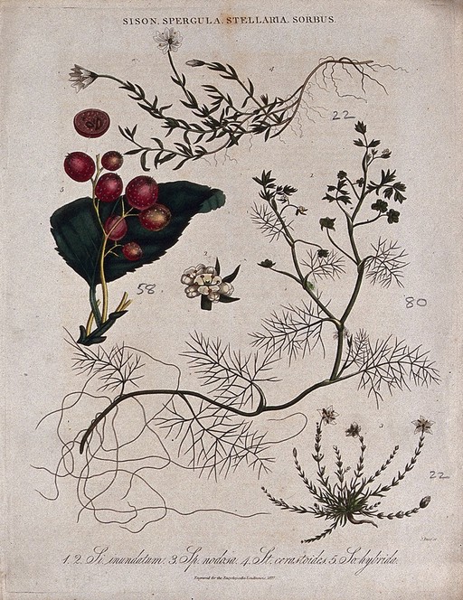 Four flowering plants, including spurrey (Spergula), chickweed (Stellaria) and a rowan (Sorbus). Coloured engraving by J. Pass, c. 1827.